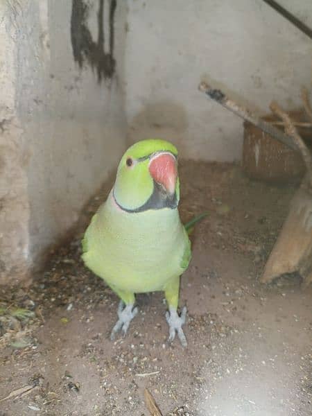 Green Parrot For Sale 6