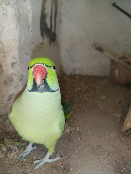 Green Parrot For Sale 7