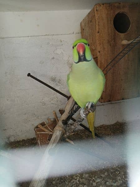 Green Parrot For Sale 8