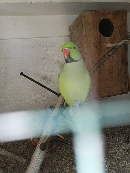 Green Parrot For Sale 9