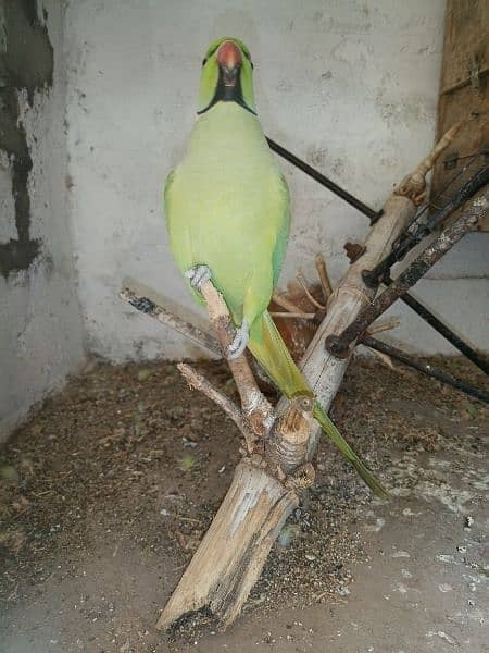 Green Parrot For Sale 10