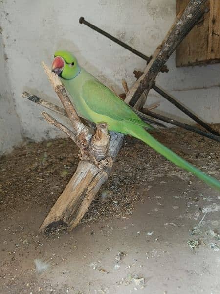 Green Parrot For Sale 11