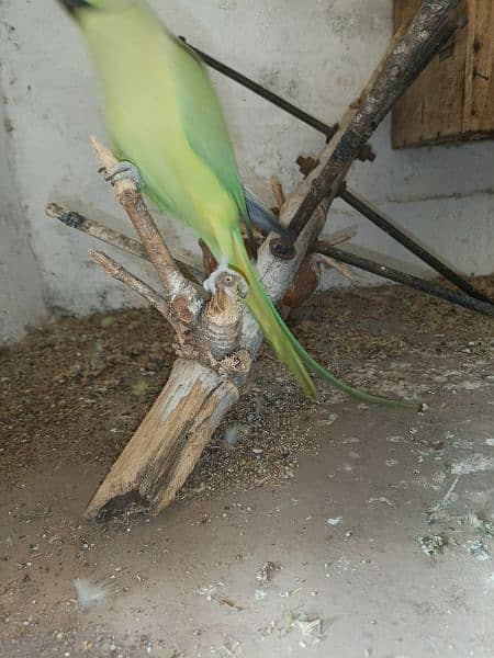 Green Parrot For Sale 12