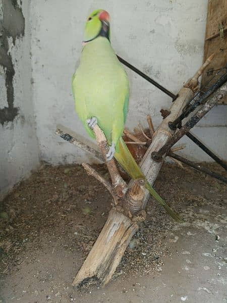 Green Parrot For Sale 13