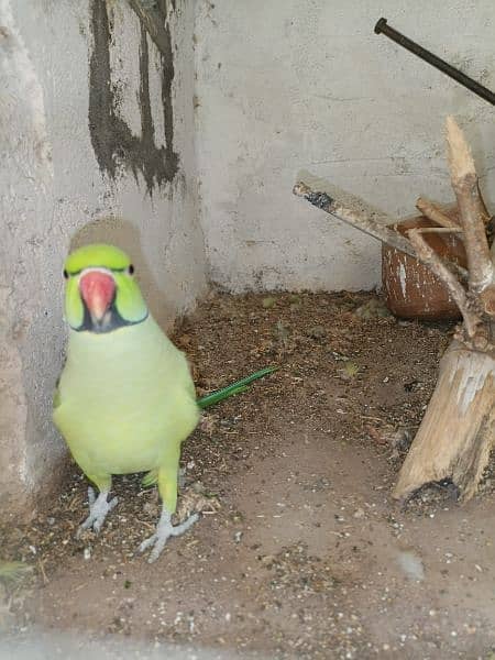 Green Parrot For Sale 14