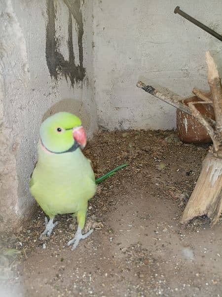 Green Parrot For Sale 15