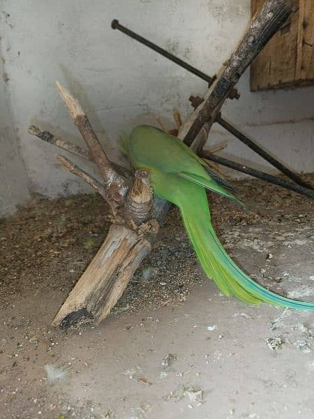 Green Parrot For Sale 16