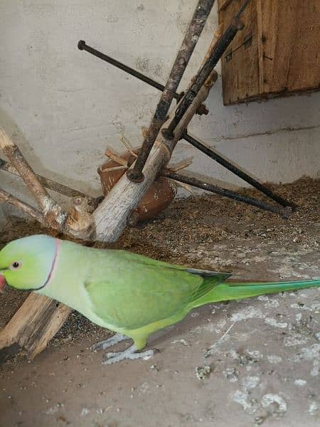 Green Parrot For Sale 17