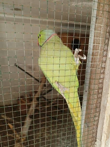 Green Parrot For Sale 18