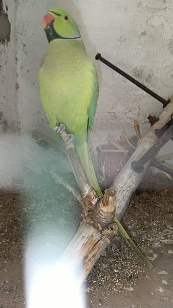 Green Parrot For Sale 19