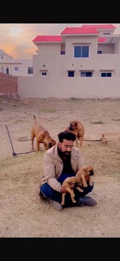 english bull mastiff puppies