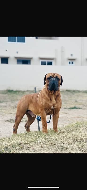 english bull mastiff puppies 1