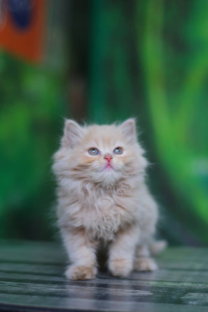 Persian / Kitten / Triple coat / Cute Cat / Fluffy Cat / small kitten 3