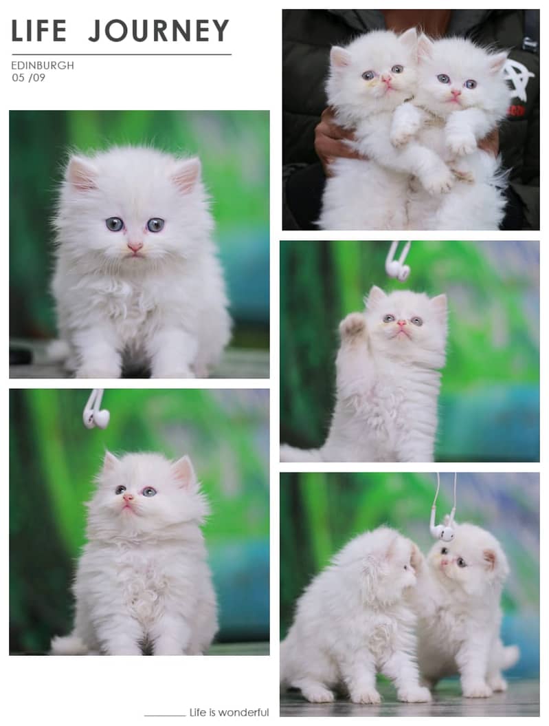 Persian / Kitten / Triple coat / Cute Cat / Fluffy Cat / small kitten 8