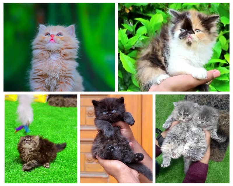 Persian / Kitten / Triple coat / Cute Cat / Fluffy Cat / small kitten 17