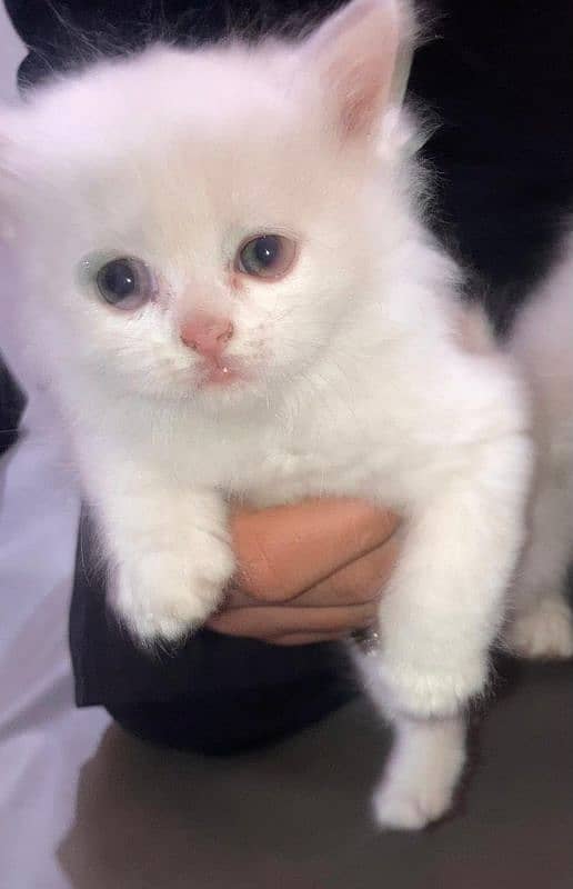 female kitten for sale 1