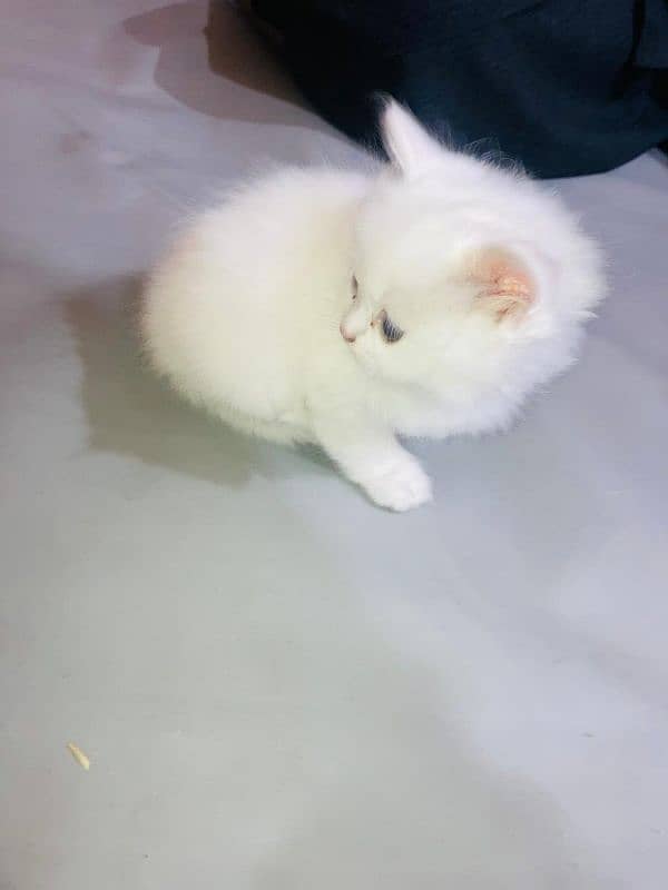 female kitten for sale 2