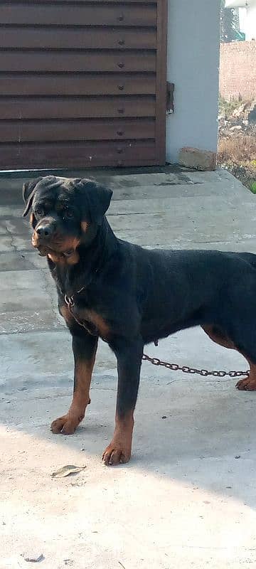 pedigree Rottweiler Breeder pair 0