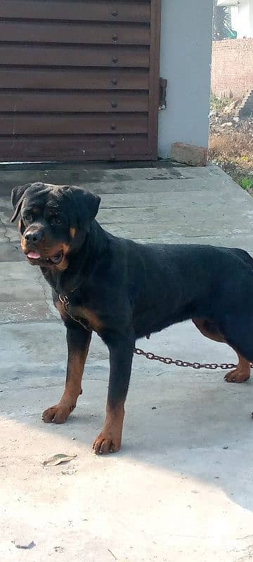 pedigree Rottweiler Breeder pair 1