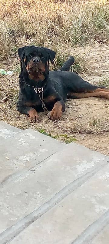 pedigree Rottweiler Breeder pair 2