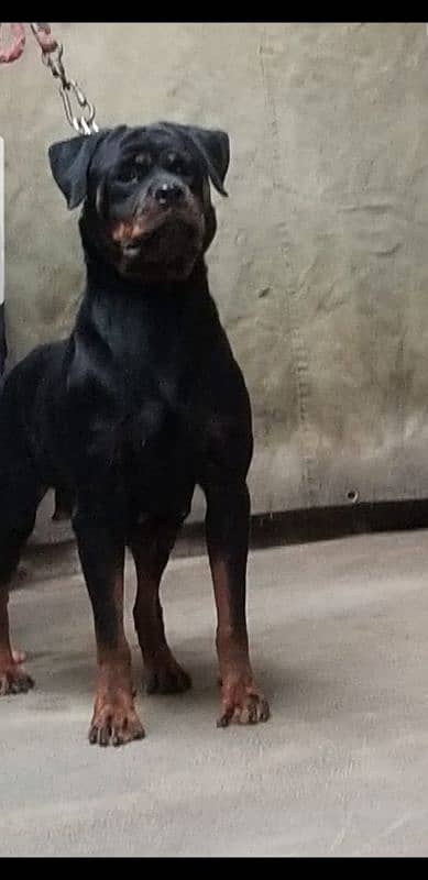 pedigree Rottweiler Breeder pair 3