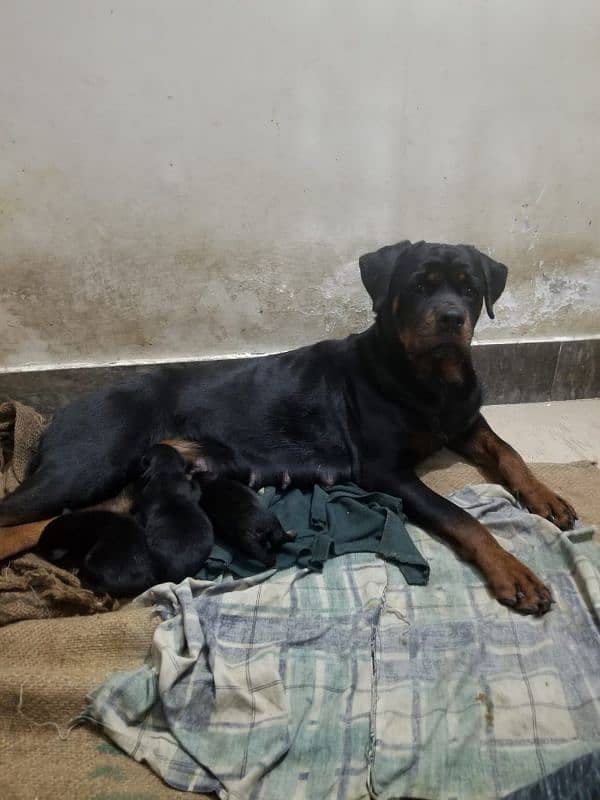 pedigree Rottweiler Breeder pair 4