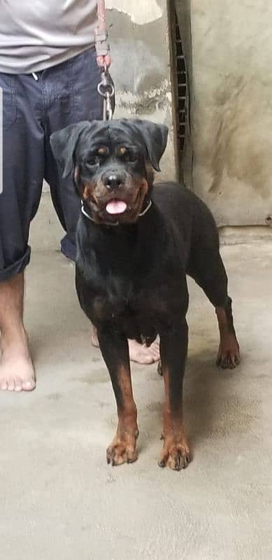 pedigree Rottweiler Breeder pair 5