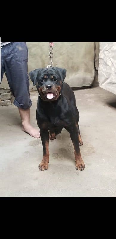 pedigree Rottweiler Breeder pair 6