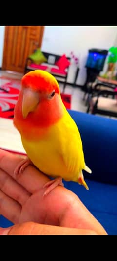 hand tamed lutino lovebird for sale