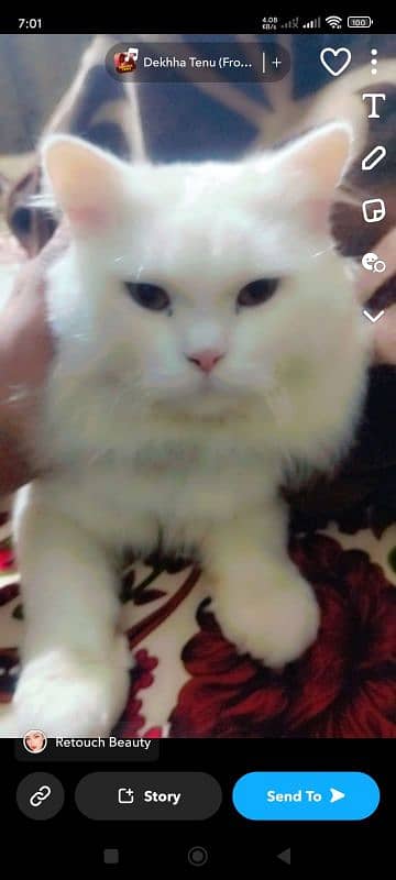 Persian Male for sale 2