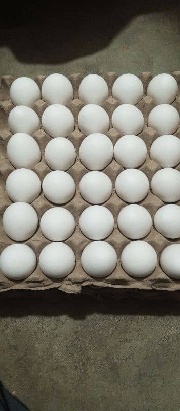 Fresh eggs 0