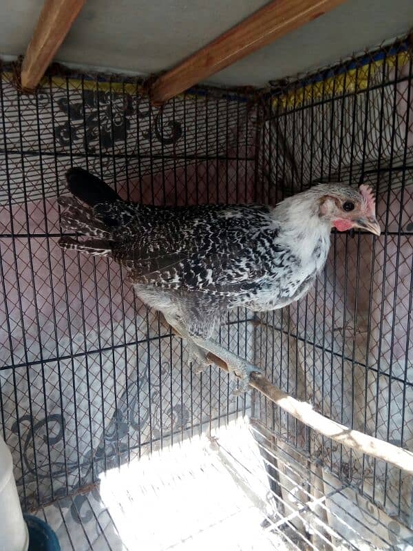 fayoumi male chick only one available 0