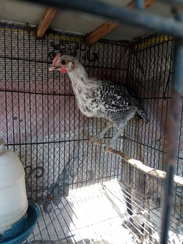 fayoumi male chick only one available 1