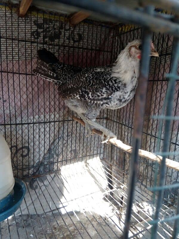 fayoumi male chick only one available 2