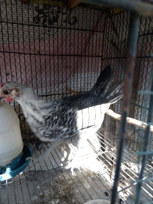 fayoumi male chick only one available 3