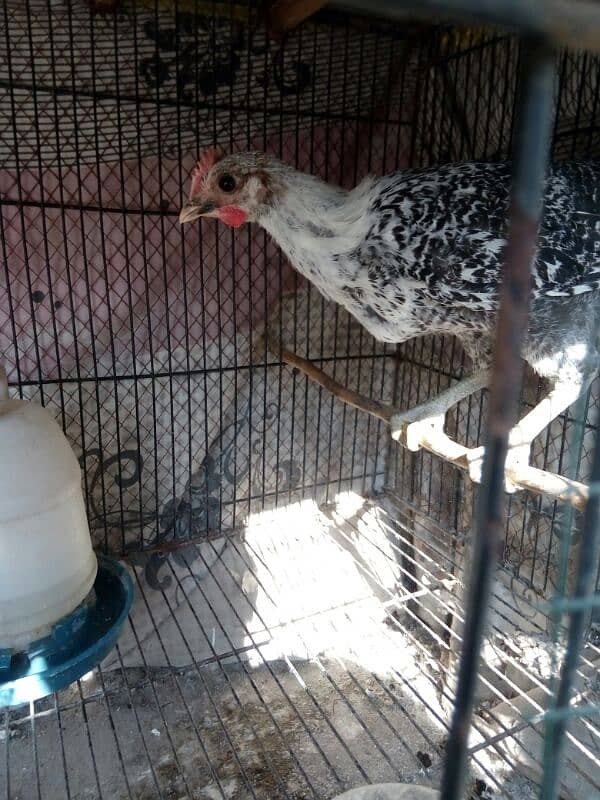 fayoumi male chick only one available 4