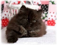 Triple Coated Male Persian Kitten