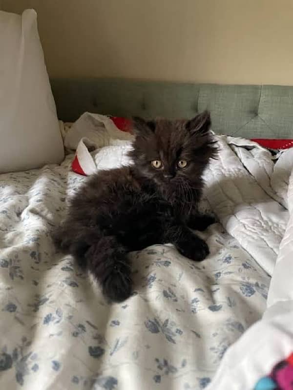 Triple Coated Male Persian Kitten 1