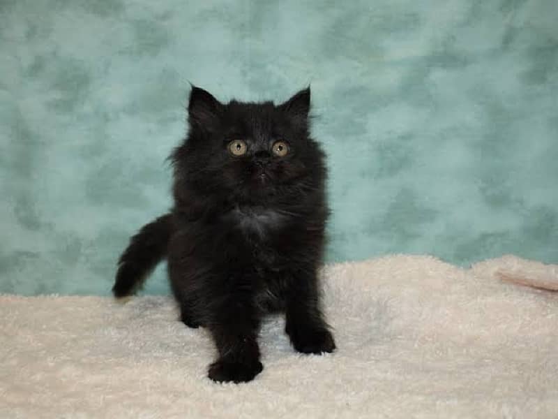 Triple Coated Male Persian Kitten 2