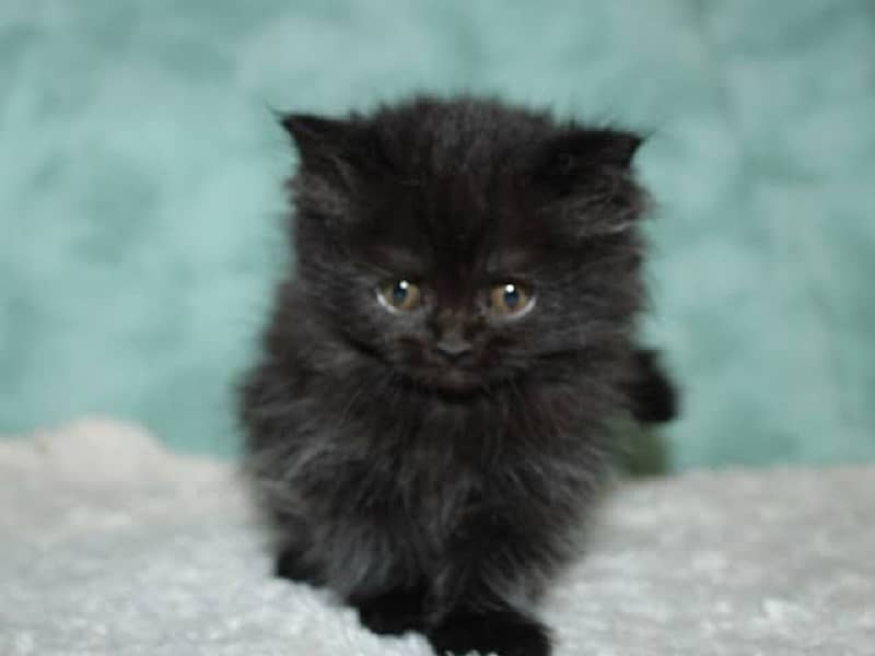 Triple Coated Male Persian Kitten 3