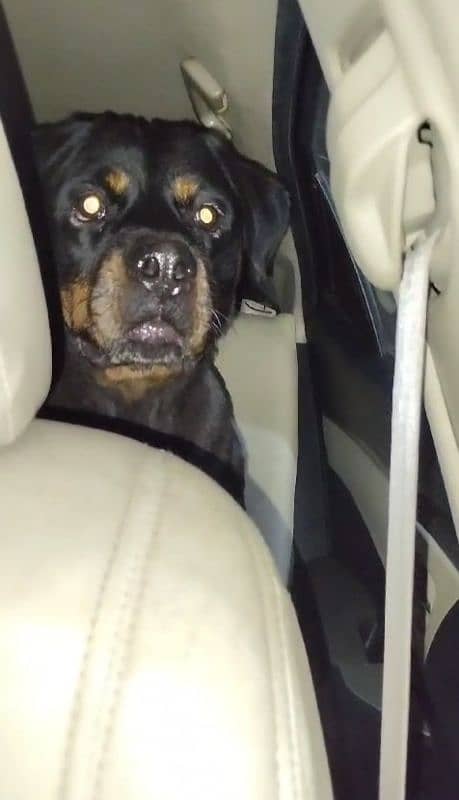 American rottweiler 1