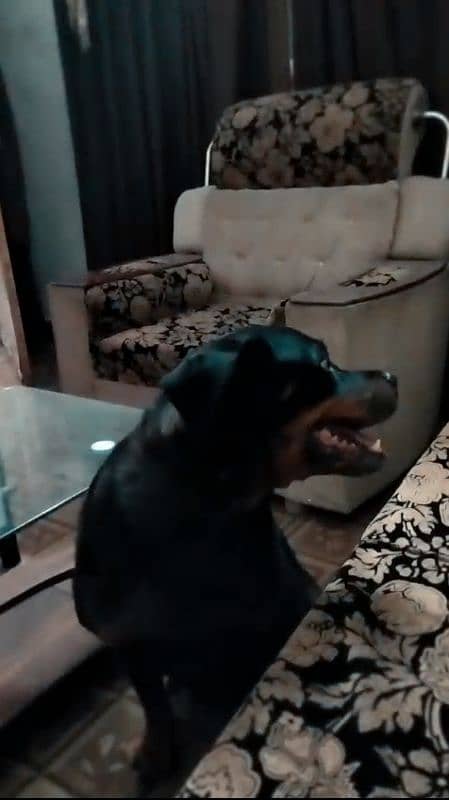 American rottweiler 4