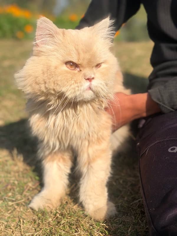 Brown Persian Double coat long furr Cat 0