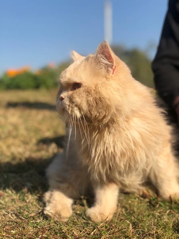 Brown Persian Double coat long furr Cat 1