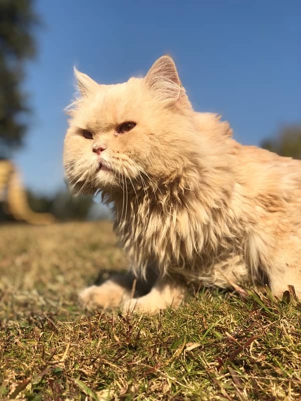 Brown Persian Double coat long furr Cat 2