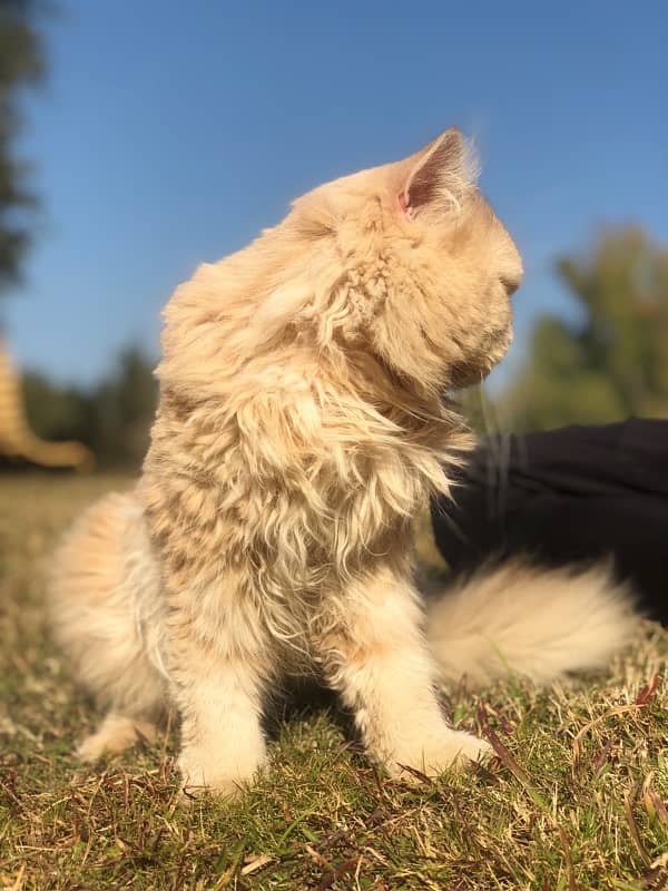 Brown Persian Double coat long furr Cat 3