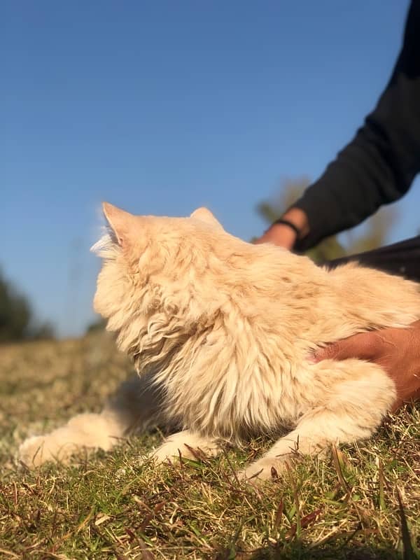 Brown Persian Double coat long furr Cat 4