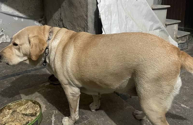 Labrador female pedigree on heat friendly 2