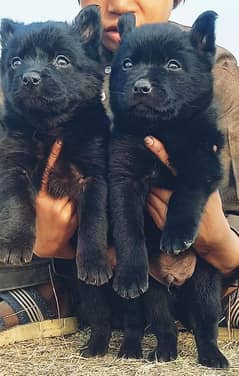 balikGerman Shepherd puppies for sale