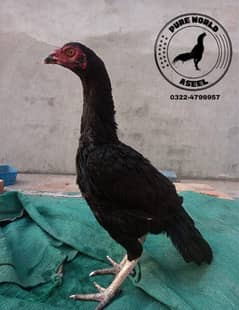 pure aseel hen/ thai cross hen / high quality / cheeni murgi